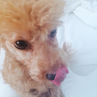 急募！！引越し場所がペット不可のため里親募集