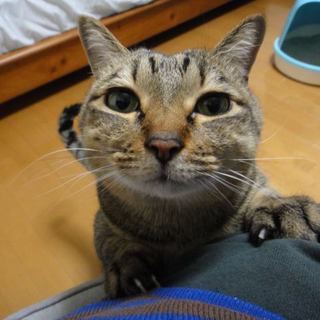 ふっくらクリオ君一人っ子希望里親さん決定