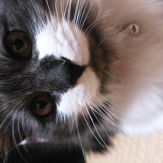 優しくてお利口さんです。とてもイイコです。