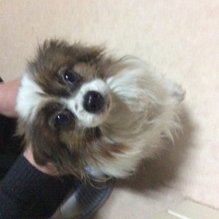 パピヨン(雌)成犬 譲ります