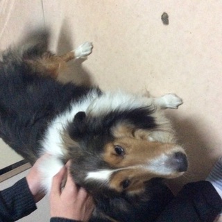 シェトランド(雄)成犬 譲ります