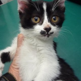 黒白メス仔猫さん