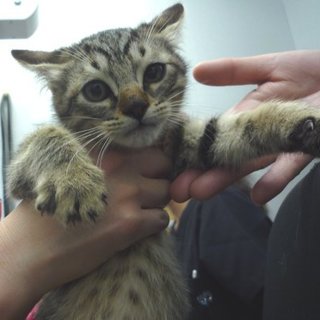 洋猫ミックス風なキジトラオス仔猫さんです