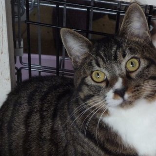 大型おっとりサバ白男の子