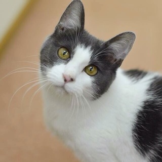 グレー白美男リシャール