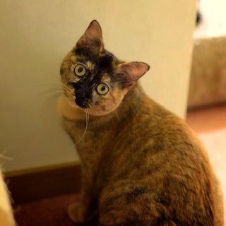 金さびのロウェナ