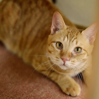 茶トラのオリバー