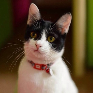 白黒あまえたさんのおんなのこ