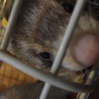 フェレット２匹