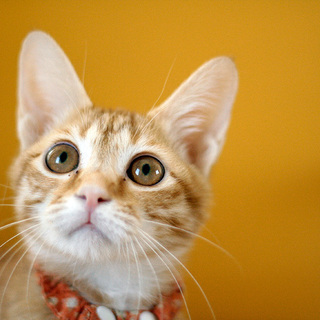 甘えん坊の茶トラガール【もなか】