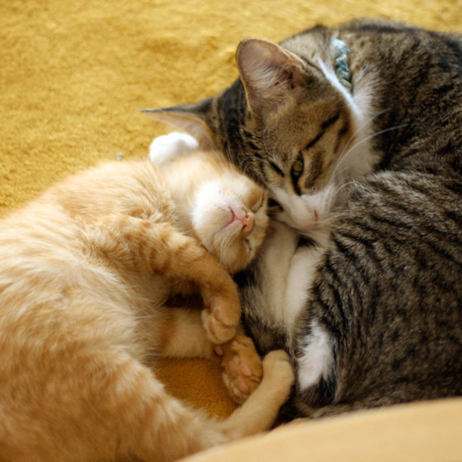 【桐子庵】のカバー写真