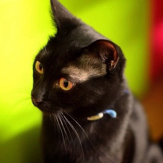 ツヤピカ黒猫男子