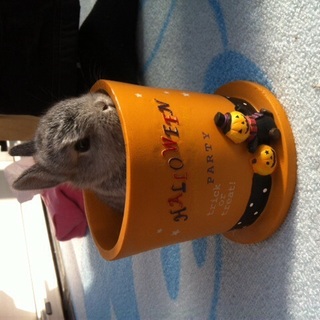 ネザーランドドワーフの里親さんを募集します。