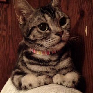 元繁殖業者 多頭飼育崩壊の猫達　アメショーNo4