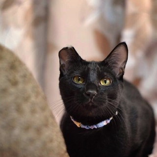 カラスにお耳をかじられたけど