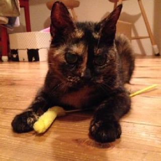 多頭飼育崩壊の猫達　アメショーNo5の幸せ探し