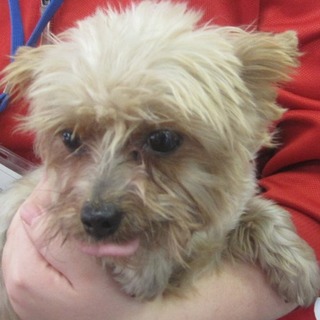 ヨークシャーテリア　成犬　女の子