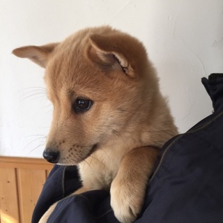 生後2〜3ヶ月のなつっこい柴犬mix女の子！