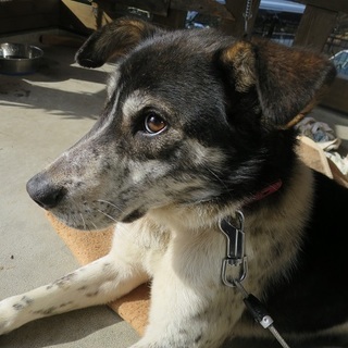 模様が残念なんて言わないで