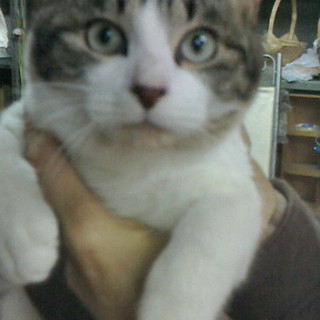 とても人懐っこく賢い５匹の子猫たち