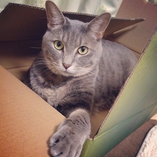 里親さん募集中