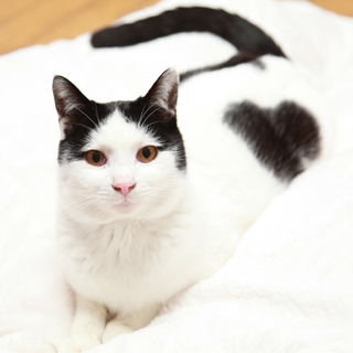 【SOS！箱根レスキュー猫】ムードメーカー・福くん