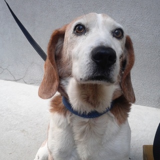 人懐っこくあまえんぼうのビーグルです（急募）