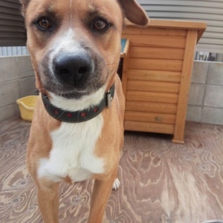 屋久島と柴のmix  甘えん坊でやんちゃな男の子