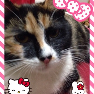 おしゃまな三毛ちゃん(みぃ〜)