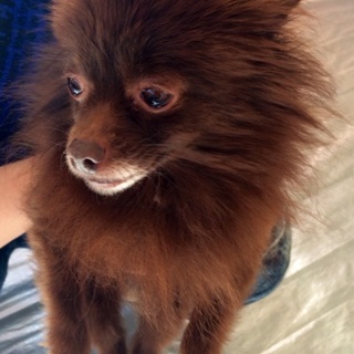 ３月１日恵比寿の譲渡会に参加〜引取り犬のポメ〜