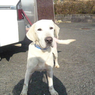 ラブ君お迎えなし・・新しい家族募集中！！