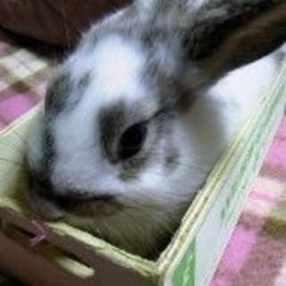 子ウサギの里親さん募集！