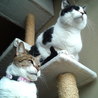 ねこ結び(保護活動者)