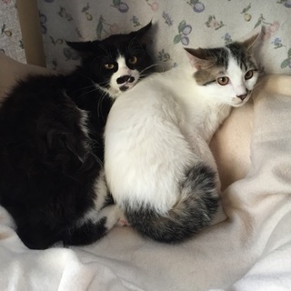 白黒長毛レオ☆白キジルイ☆男の子兄弟