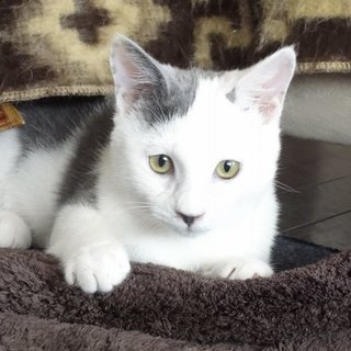 心優しい方のご連絡をお待ちしています。