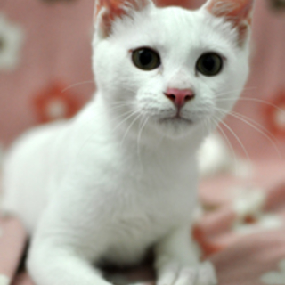 一緒に遊ぼう！白猫ワッキー