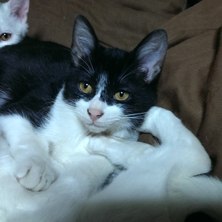白黒子猫の里親さん募集中