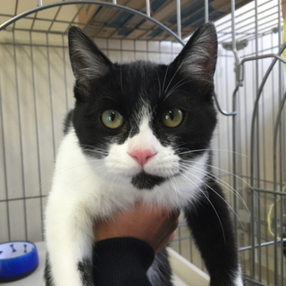島根県出雲保健所で飼い主さん募集中の白黒オス猫