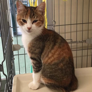 島根県出雲保健所で飼い主さん募集中の三毛メス仔猫