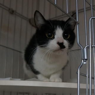大人かわゆい「はなこ」をご家族に加えてください