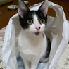 庭で生まれた４兄弟　唯一の女のこ　ウッチーです サムネイル6