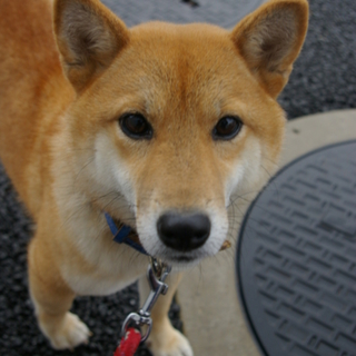 少し慎重派だけど慣れると甘える柴系ミクちゃん