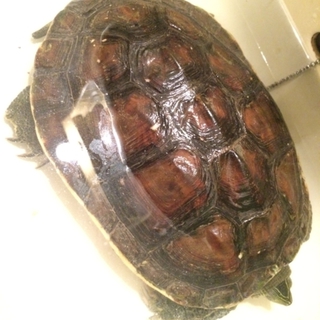 うちで飼っているハナガメを里親さん募集いたします。