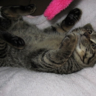 生後約３か月　かわいい子猫