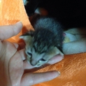 子猫の里親募集  3匹引き取れる方募集