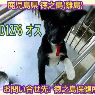 子犬の里親様募集