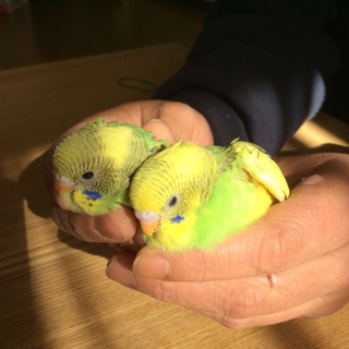 セキセイインコのヒナ