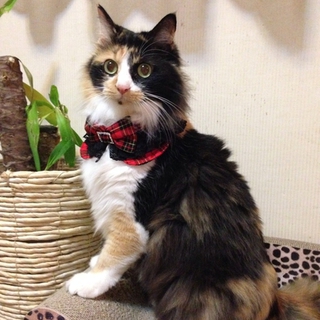 長毛の三毛猫３姉妹