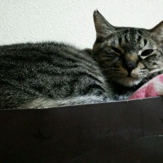 性格はなまる！なキジ男子、優くんの里親様大募集！