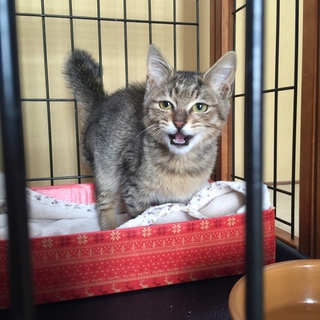 甘えん坊　キジ子猫
